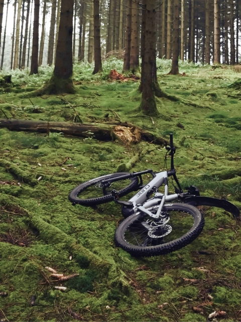 Sadursme ar stirnu meža takā